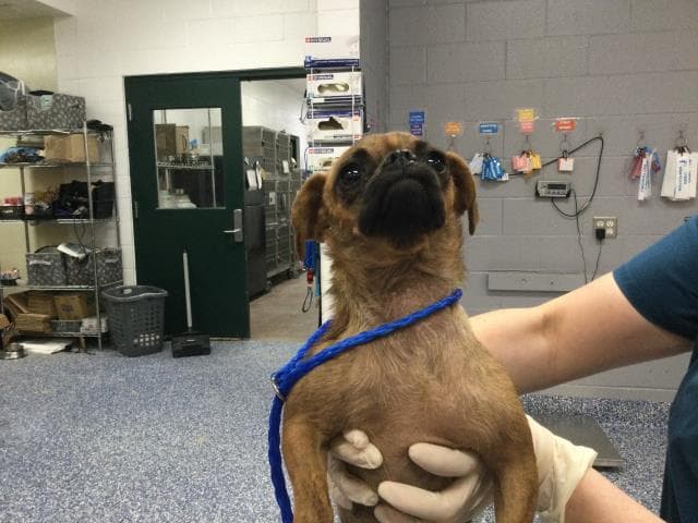 Unknown - Pug