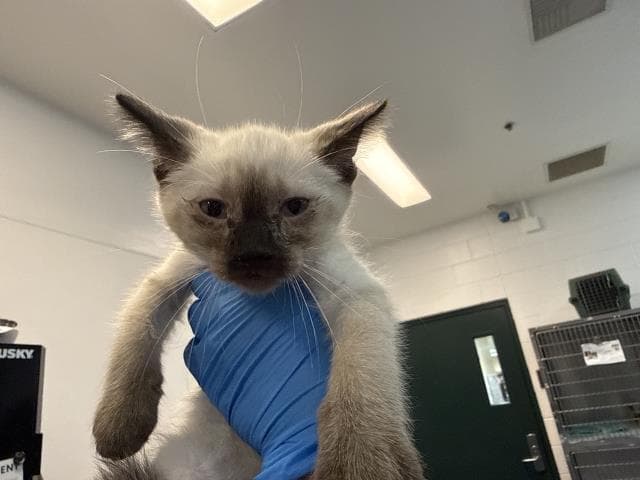 Bonnie - Domestic Short Hair