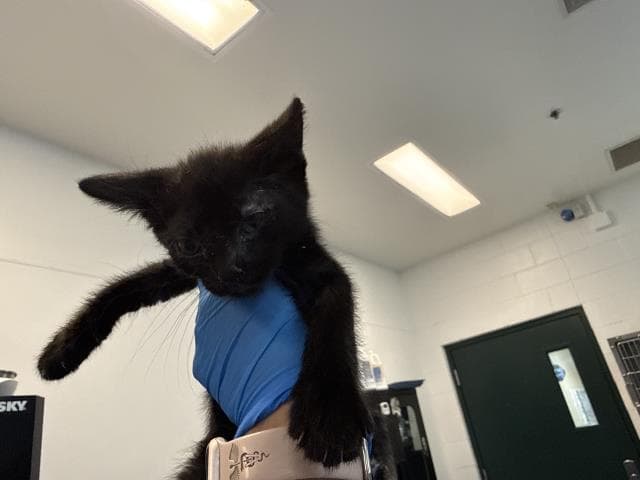 Clyde - Domestic Short Hair