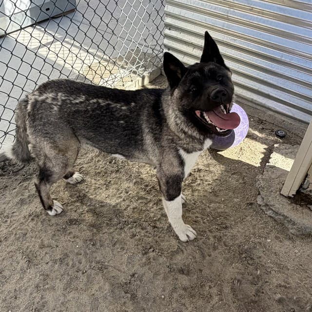 Suki - Akita