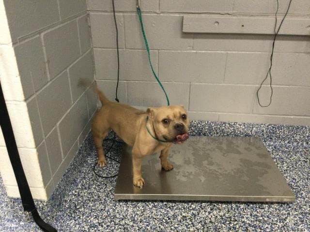 Tabitha - Pit Bull Terrier
