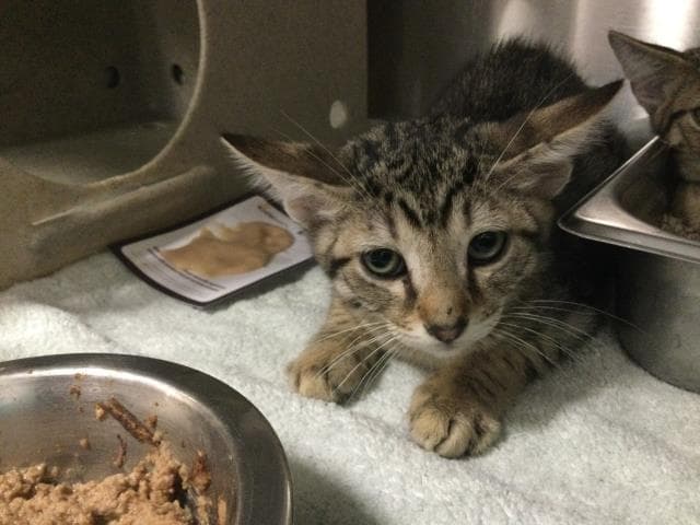 Mars - Domestic Short Hair