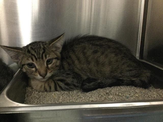 Mercury - Domestic Short Hair