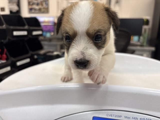 Unknown - Terrier