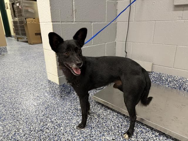 Unknown - Terrier
