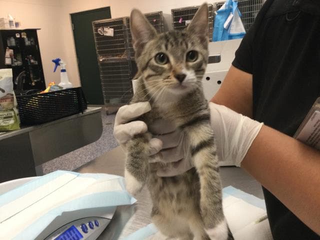 Unknown - Domestic Short Hair