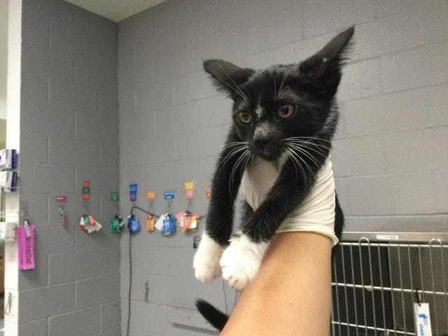 Unknown - Domestic Short Hair