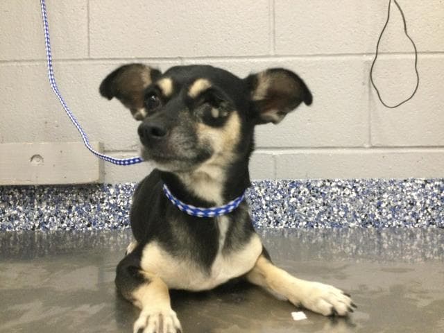 Pippy - Chihuahua