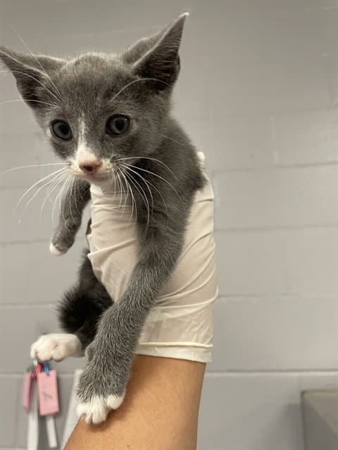 Unknown - Domestic Short Hair