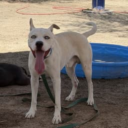 Rex image 1