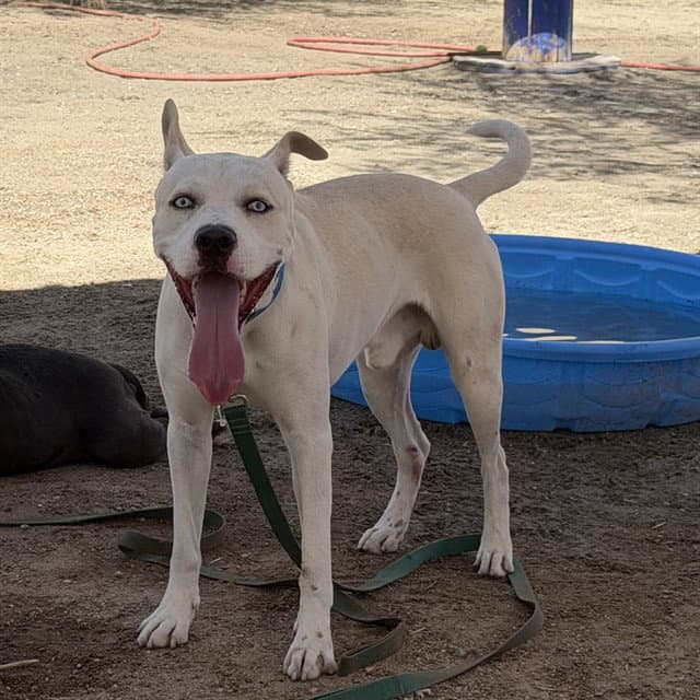 Rex - Pit Bull Terrier
