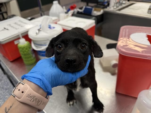 Kira - Chihuahua