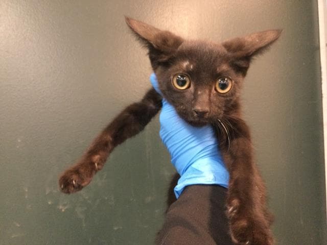 Lee - Domestic Short Hair