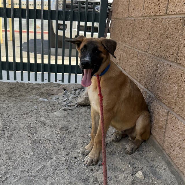 Unknown - German Shepherd Dog