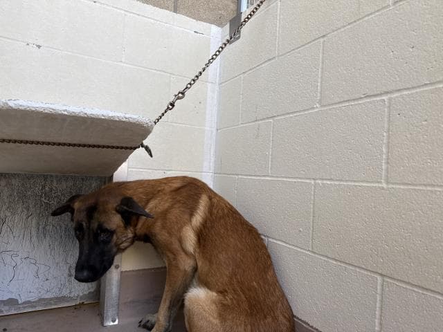 Unknown - German Shepherd Dog