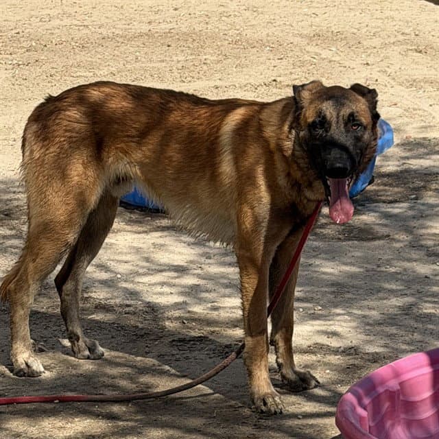 Unknown - German Shepherd Dog