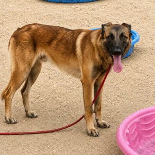 Unknown - German Shepherd Dog