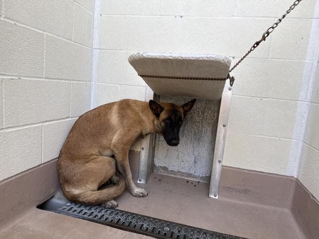 Unknown - German Shepherd Dog