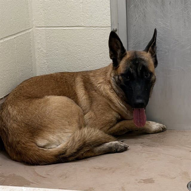 Unknown - German Shepherd Dog
