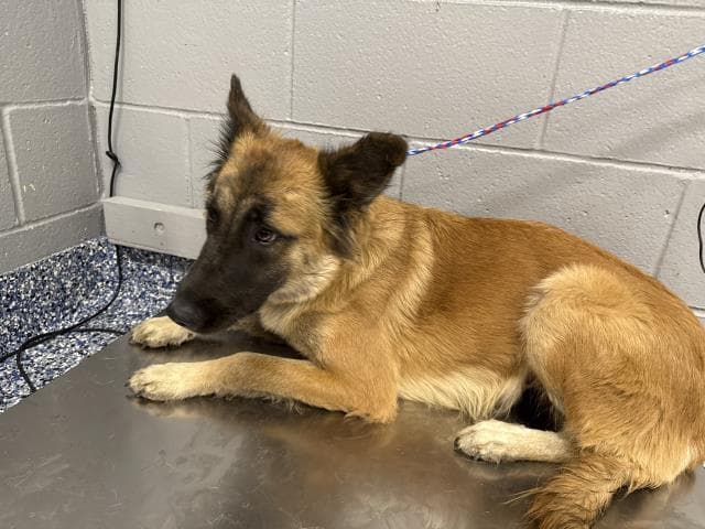 Unknown - German Shepherd Dog