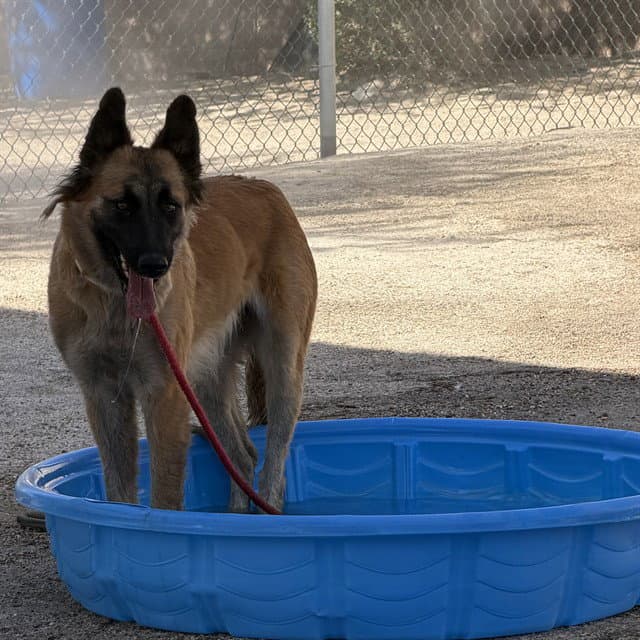 Unknown - German Shepherd Dog