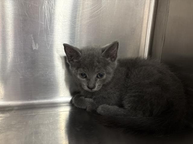 Adrianna - Domestic Short Hair