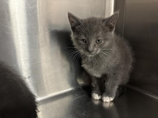 Alyssa - Domestic Short Hair