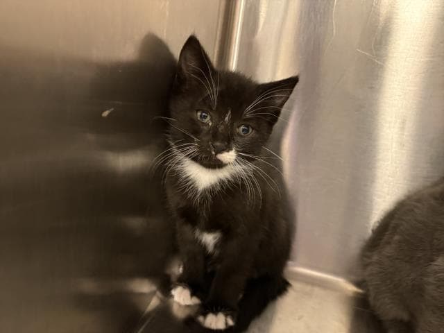 Adrian - Domestic Short Hair