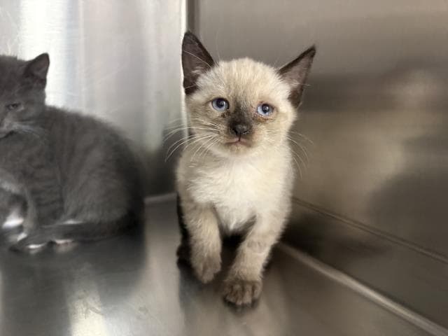 Alessio - Siamese