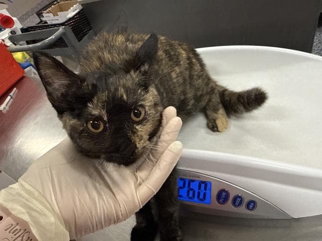 Daisy - Domestic Short Hair