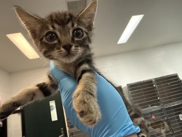 Unknown - Domestic Short Hair
