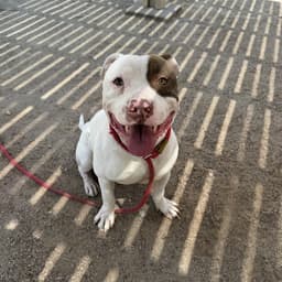 Bucky image 1