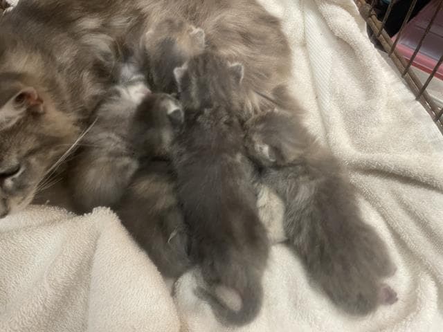 Unknown - Domestic Short Hair