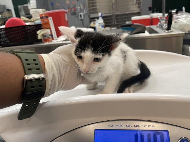 Unknown - Domestic Short Hair