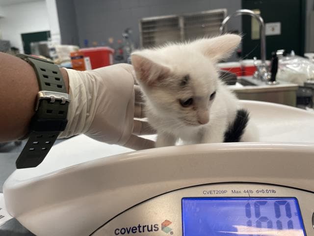 Unknown - Domestic Short Hair