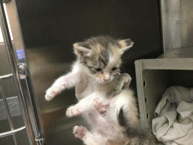 Ube - Domestic Short Hair