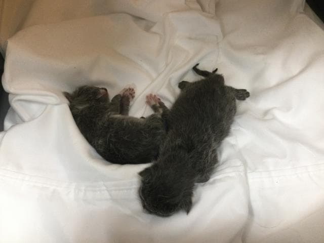Unknown - Domestic Short Hair
