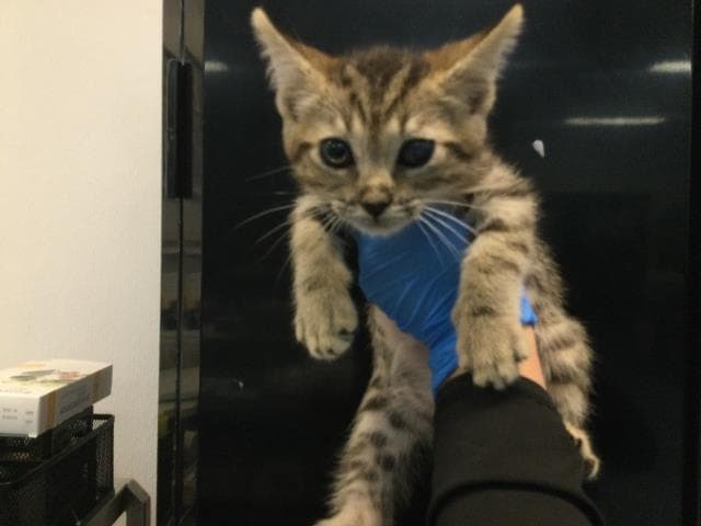 Unknown - Domestic Short Hair