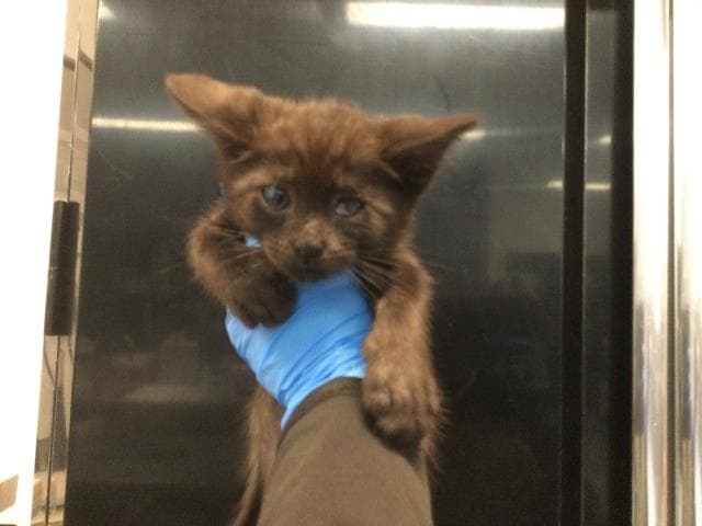 Unknown - Domestic Short Hair