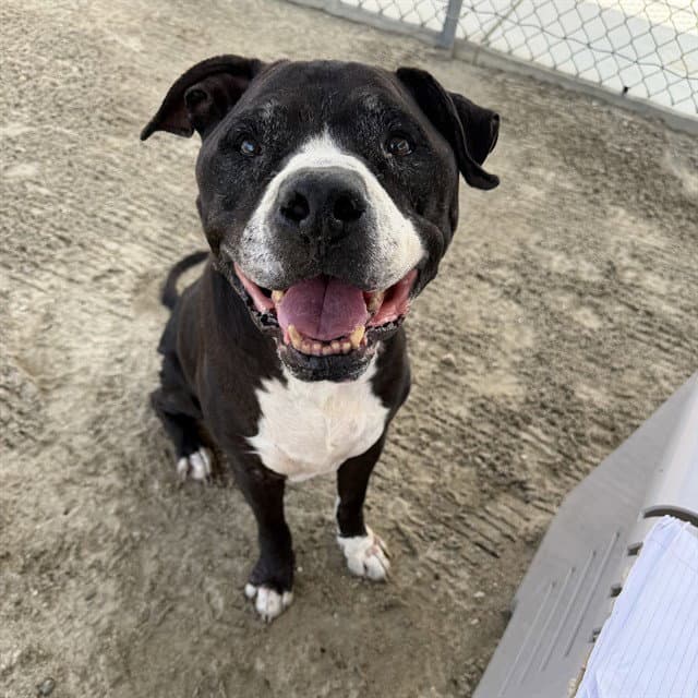Roger - Pit Bull Terrier