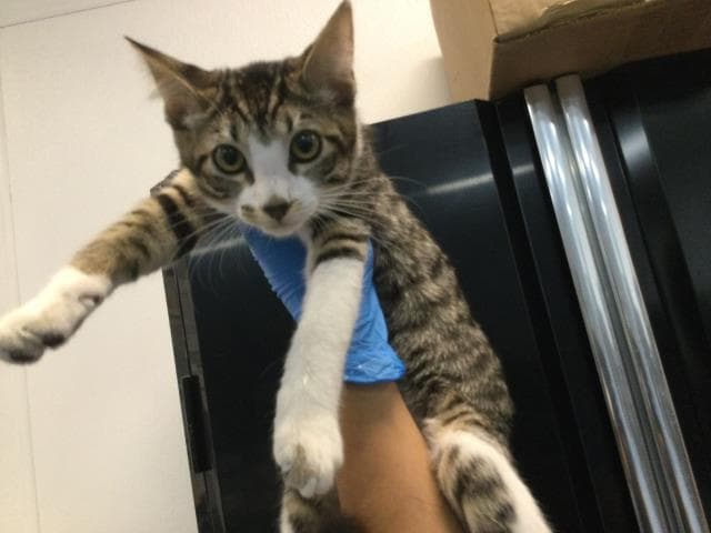Mimi - Domestic Short Hair