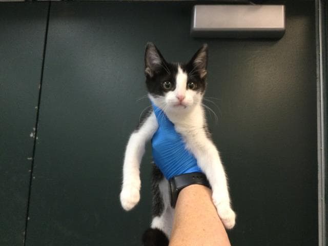 Unknown - Domestic Short Hair