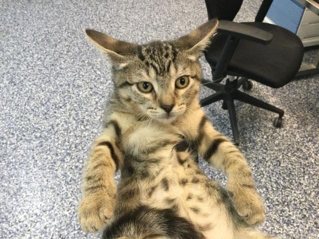 Lo Mein - Domestic Short Hair
