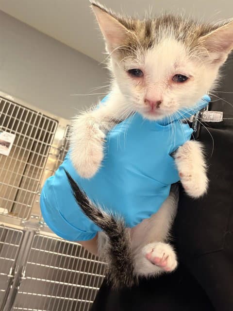 Unknown - Domestic Short Hair