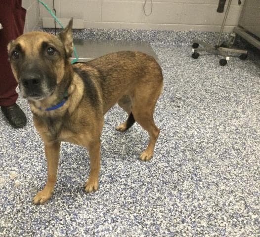 Ruben - Belgian Shepherd Malinois