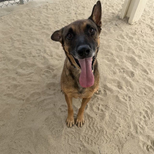Ruben - Belgian Shepherd Malinois