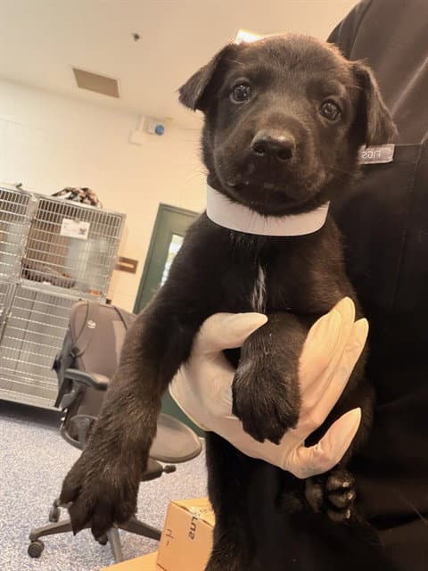 Jill - Labrador Retriever