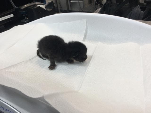 Unknown - Domestic Short Hair