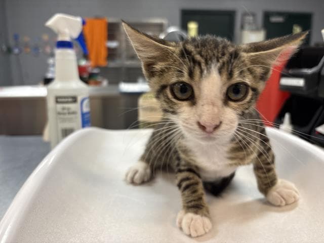 Unknown - Domestic Short Hair