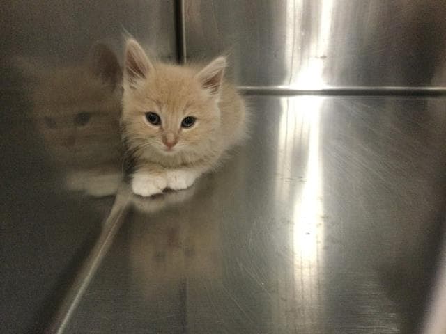 Unknown - Domestic Medium Hair